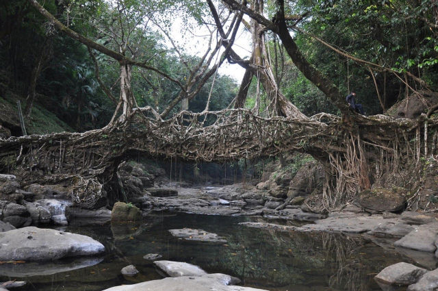 living root bridge from cherrapunji