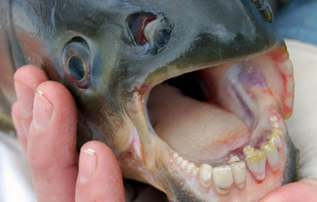 The Pacu Fish