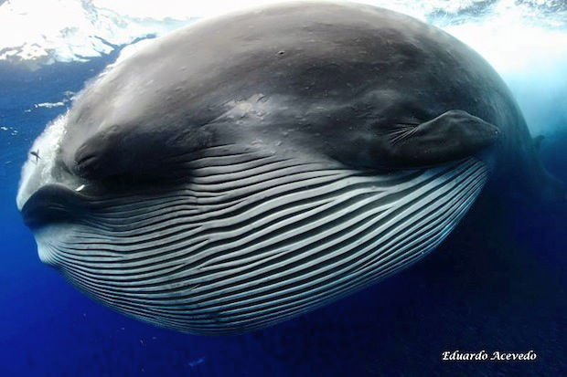 The Bryde's whale 