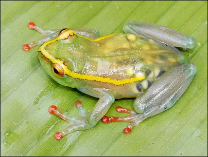 See-Through Frog