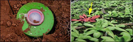 Landmine Detecting Plants