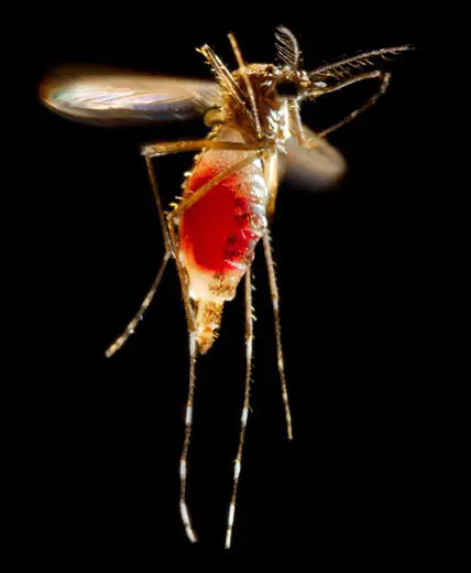 Sudden-Death Mosquito