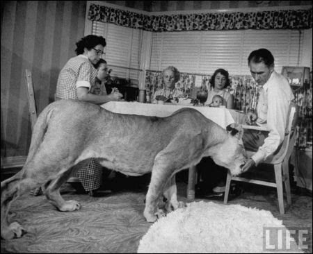 "Blondie" lion as a pet with family having meal, in 1955
