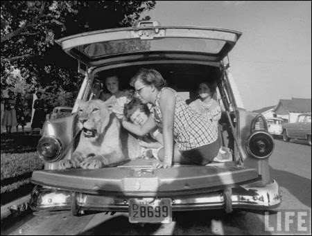 "Blondie" lion as a pet with family in car