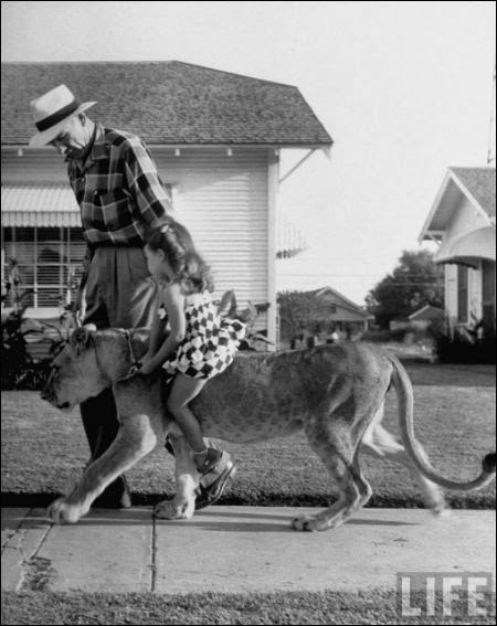 "Blondie" lion as a pet , in 1955
