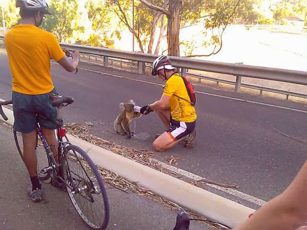 When this cyclist sacrificed his track time to give a Koala bear something to drink