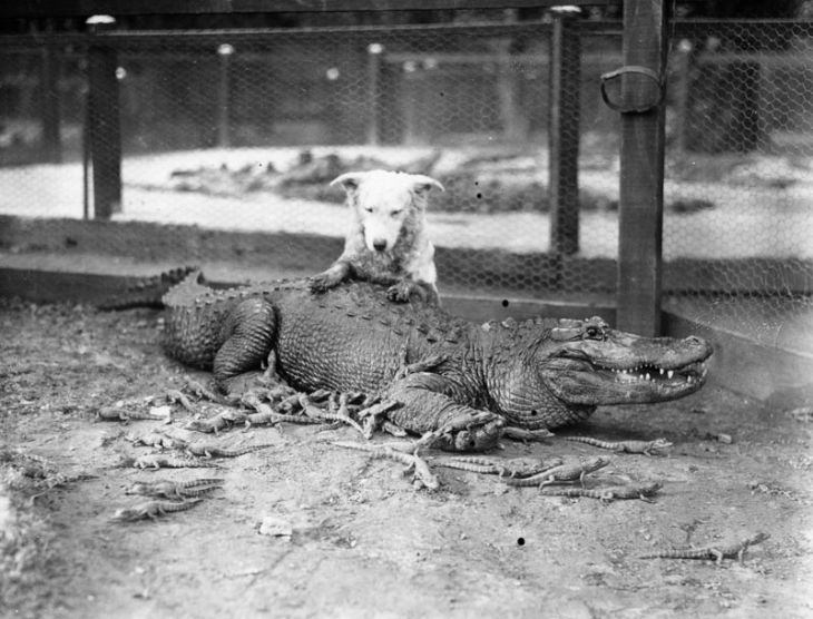 Alligator-Farm-1920s