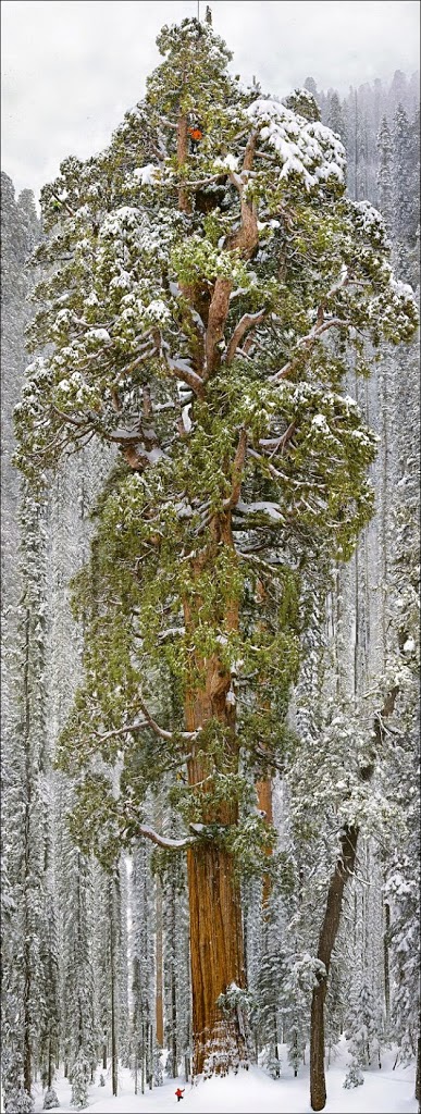 Massive 3,200 Year Old Tree