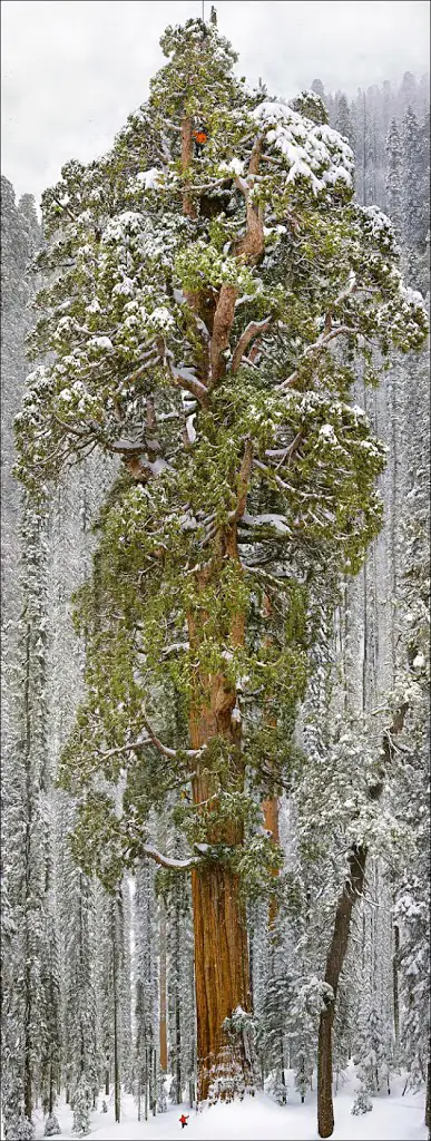 Massive 3,200 Year Old Tree