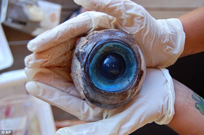 Giant Eyeball 