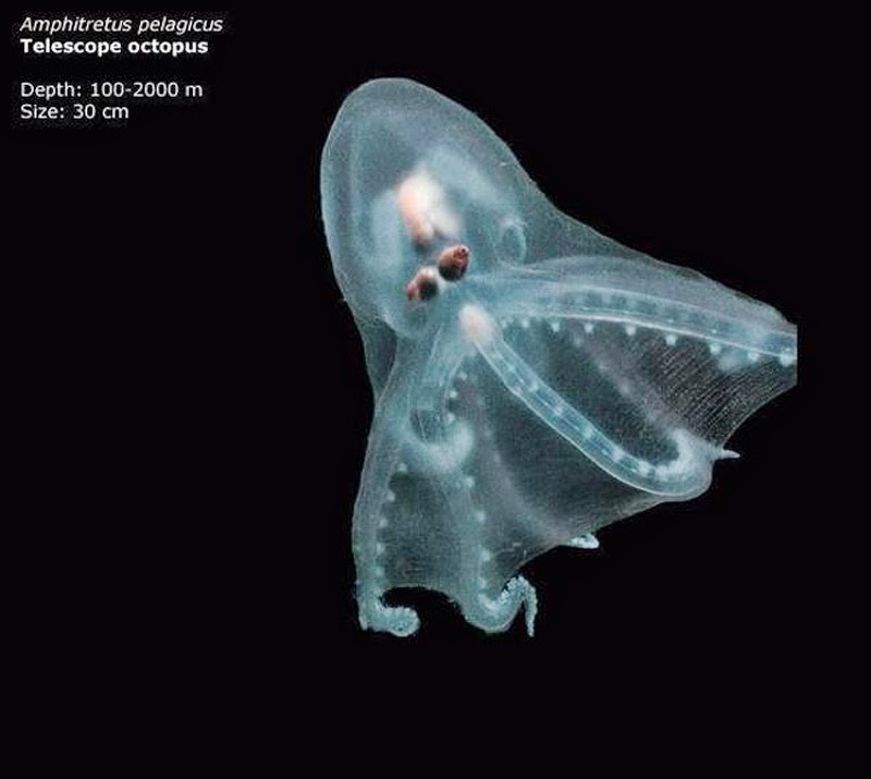 Telescope octopus