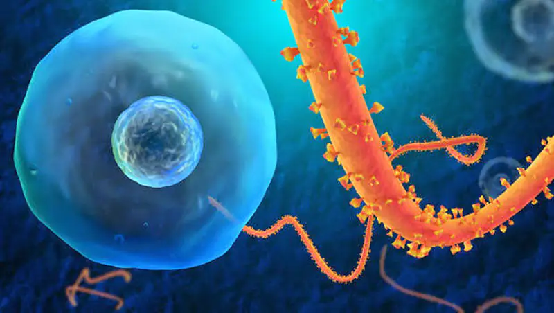 An illustration showing the Ebola virus invading a human cell.