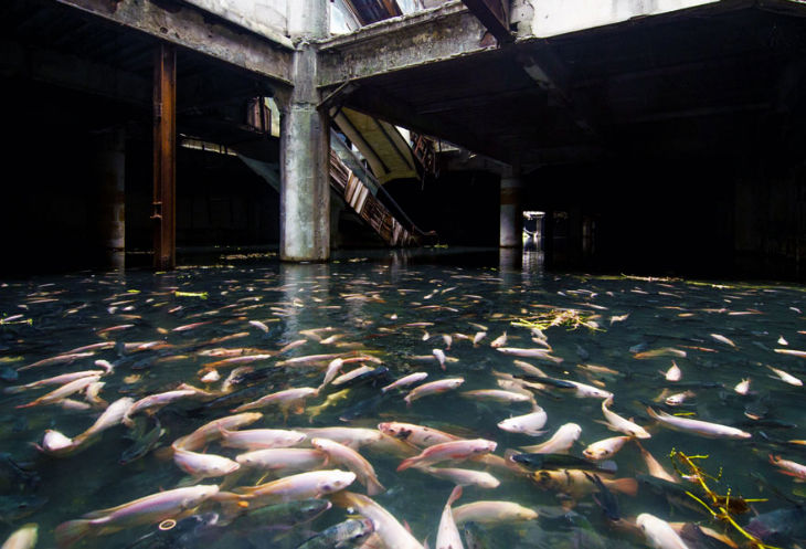 abandoned mall in Bangkok, Turned in to urban aquarium