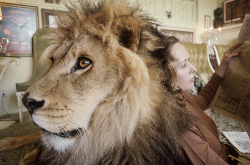 Neil the lion with Hedren as she reads a newspaper