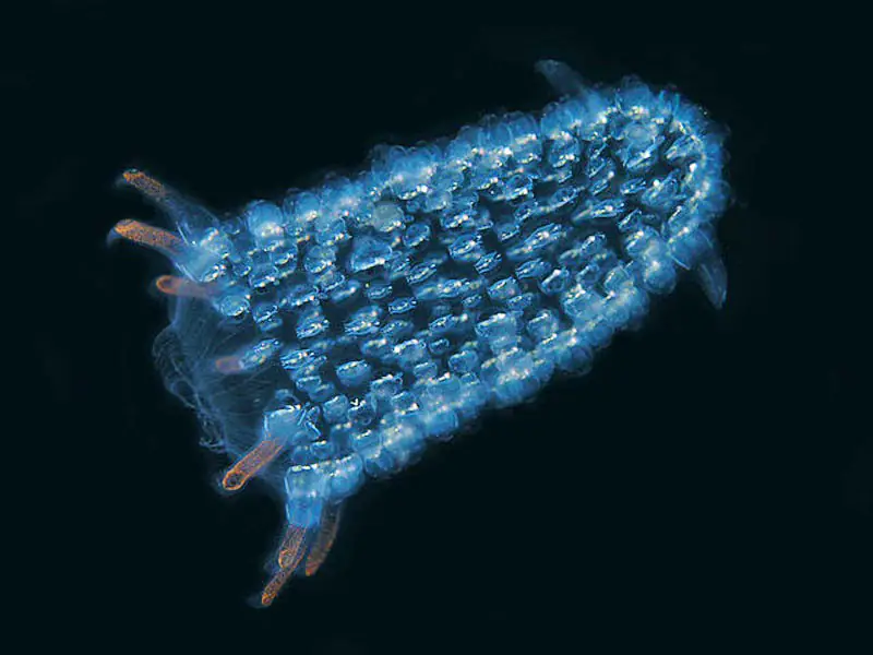 The zooids connected by tissue