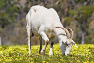 Benalla dairy farmer saved by goat