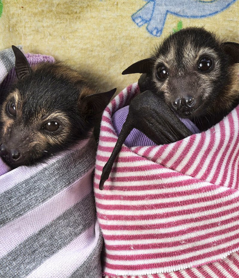 Abandoned Baby Bats In Tolga Bat Hospital