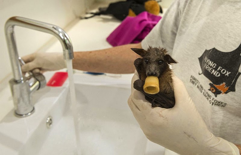 Abandoned Baby Bats In Tolga Bat Hospital