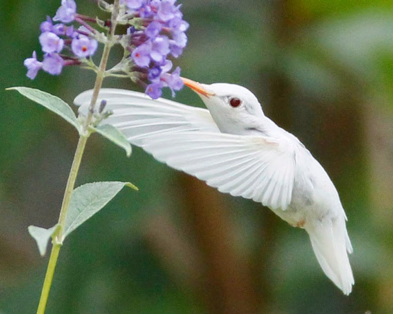 Albino Hummingbird 