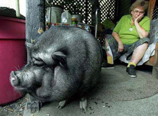 Pig That saved owner