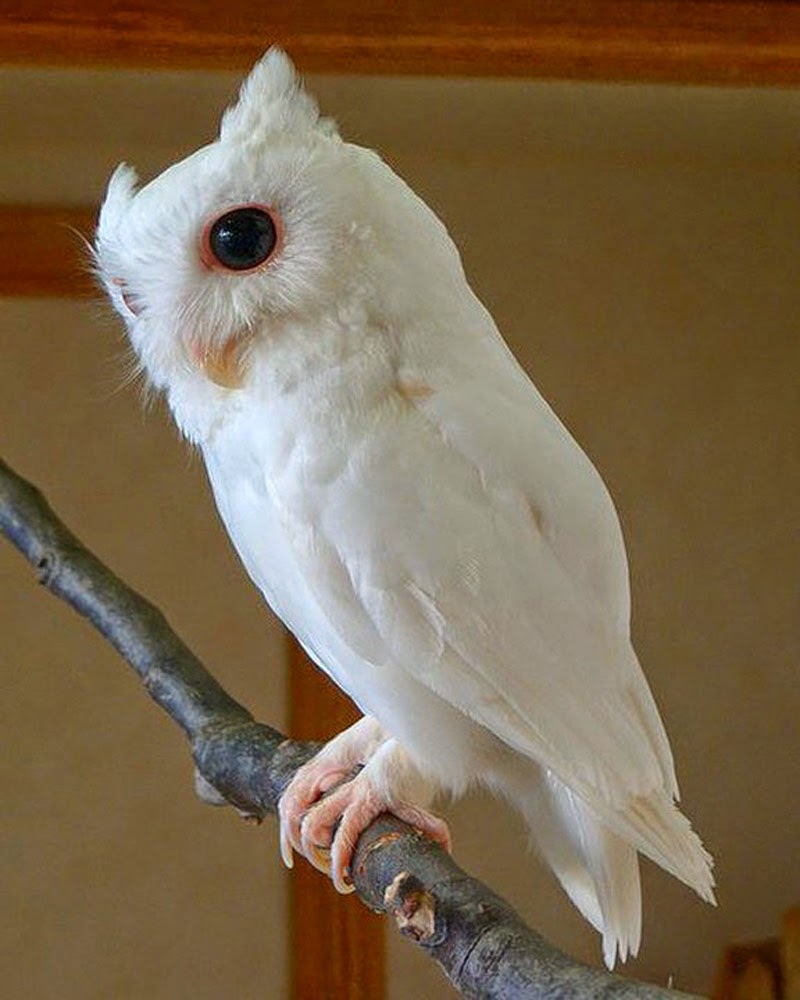  Eastern Screech Owl