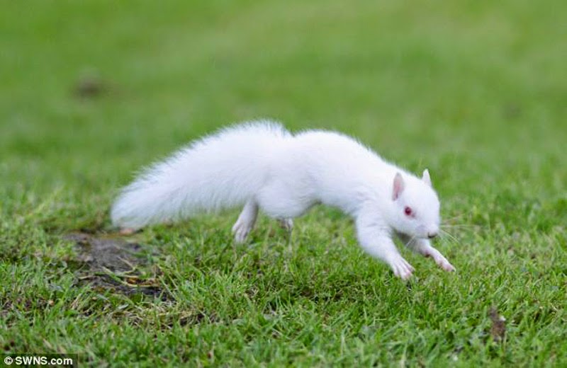 Albino Squirrel 