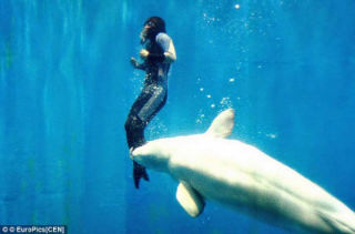 A beluga whale saved a divers life