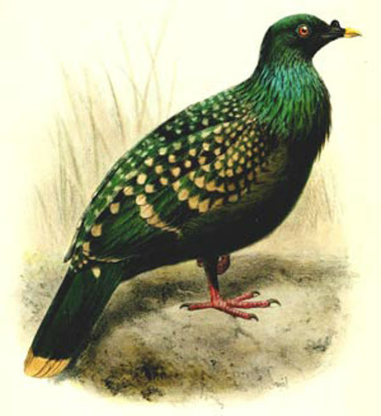 Spotted Green Pigeon