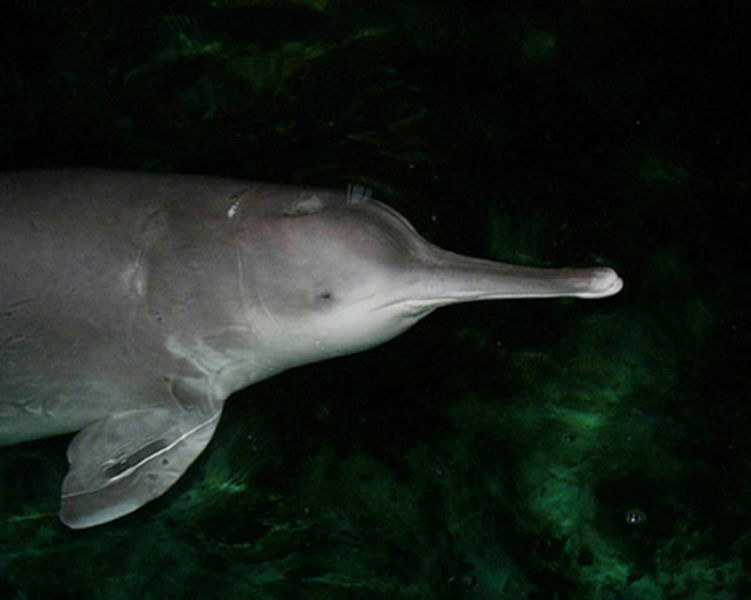 Baiji River Dolphin