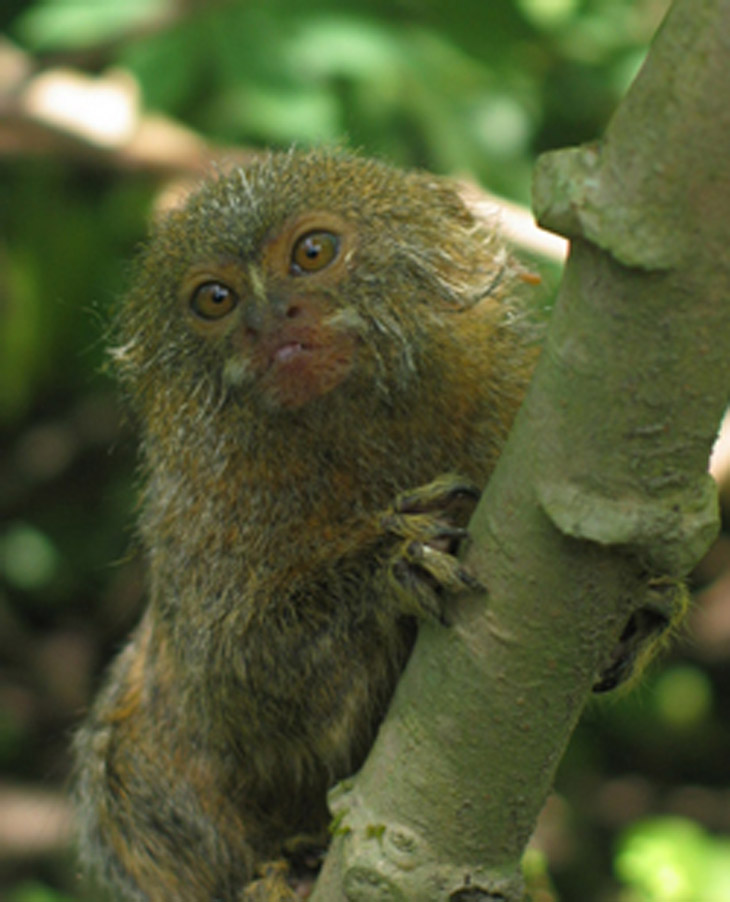 marmoset pygmy