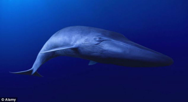 The World’s Loneliest Whale