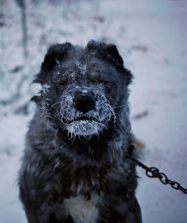 A dog with snowy fur 