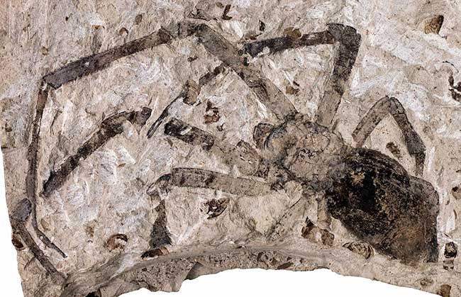 Facts about spiders: Biggest fossil spider