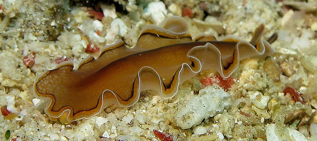 flatworm: Polycladida