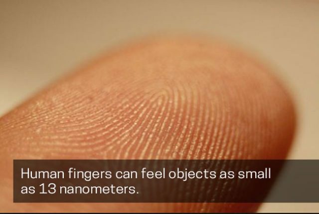Human fingers can feel objects as small as 13 nanometers.