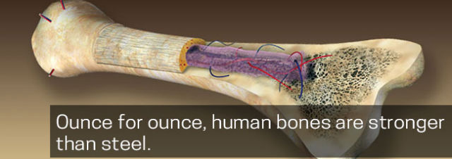 Ounce for ounce, human bones are stronger than steel