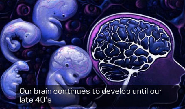 our brain continues to develop until our late 40's