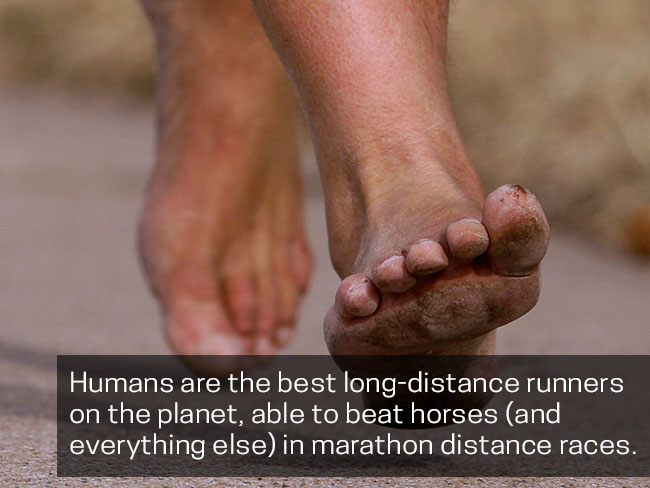 Humans are the best long-distance runners on the planet