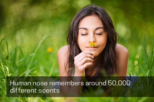 Nose remembers 50,000 Different Scents