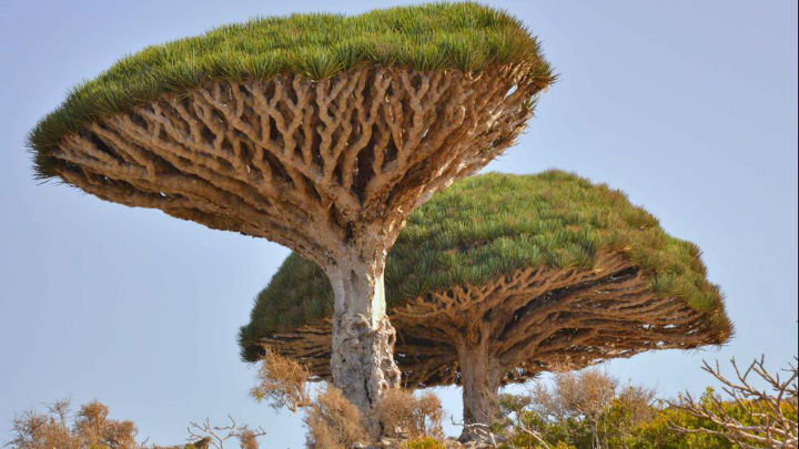 Dragon's Blood Trees, Socotra