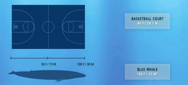 Size of blue whale