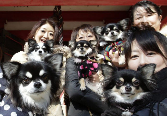 There are more pets than children in Japan.