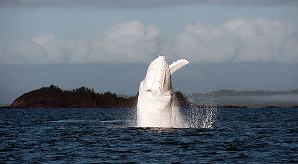 Humpback whale Migaloo.