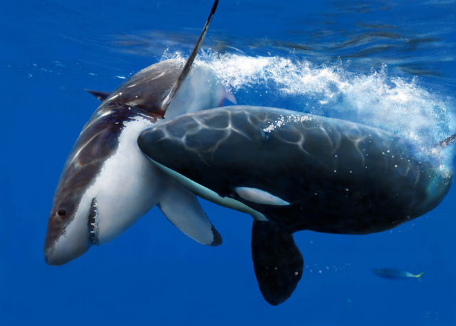 killer whale attacking great white shark