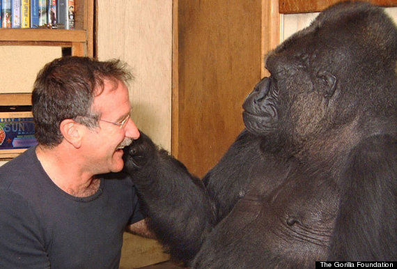 Koko the gorilla and Robin Williams