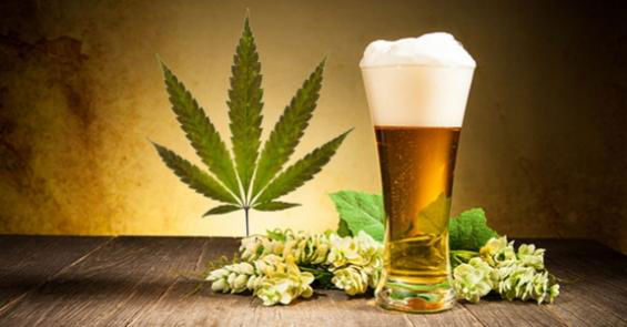Beer and marijuana are related