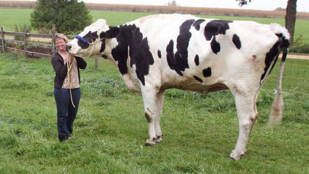 Blosom, world's biggest cow