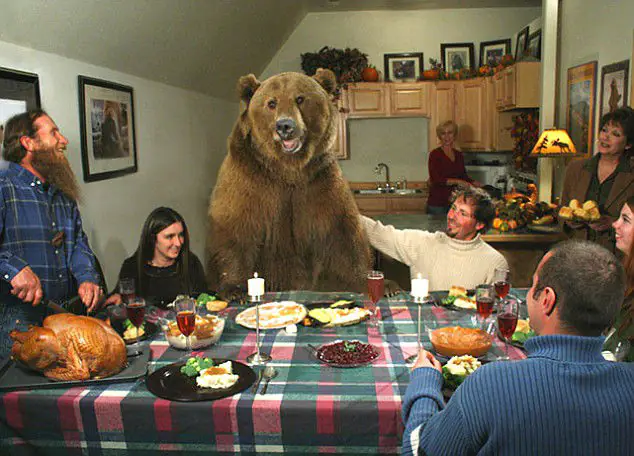 Brυtυs, the grizzly bear