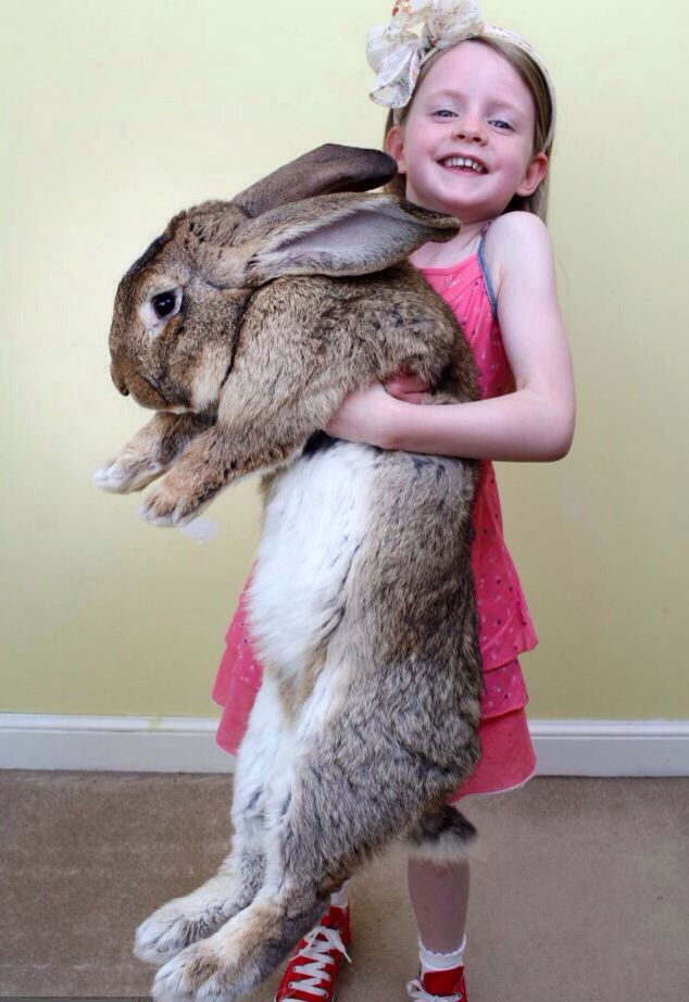 Darius, world's biggest rabbit