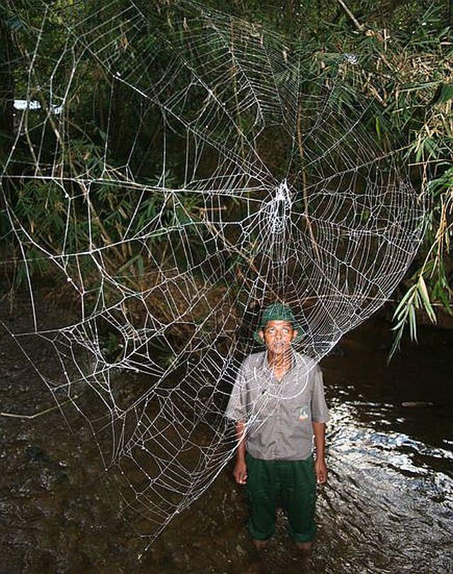 Darwin’s bark spider web